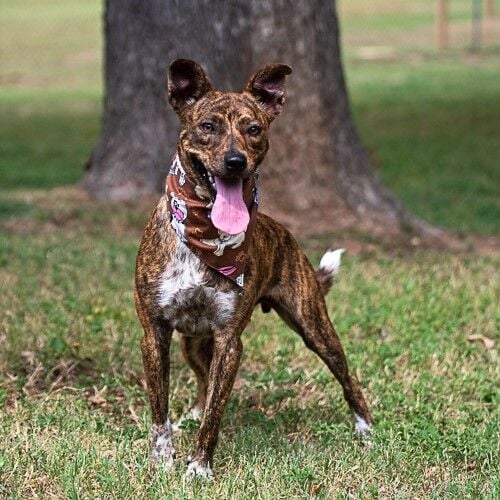 Brindle dogs sale for adoption