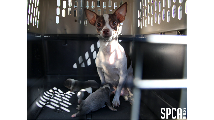 Spca canton clearance