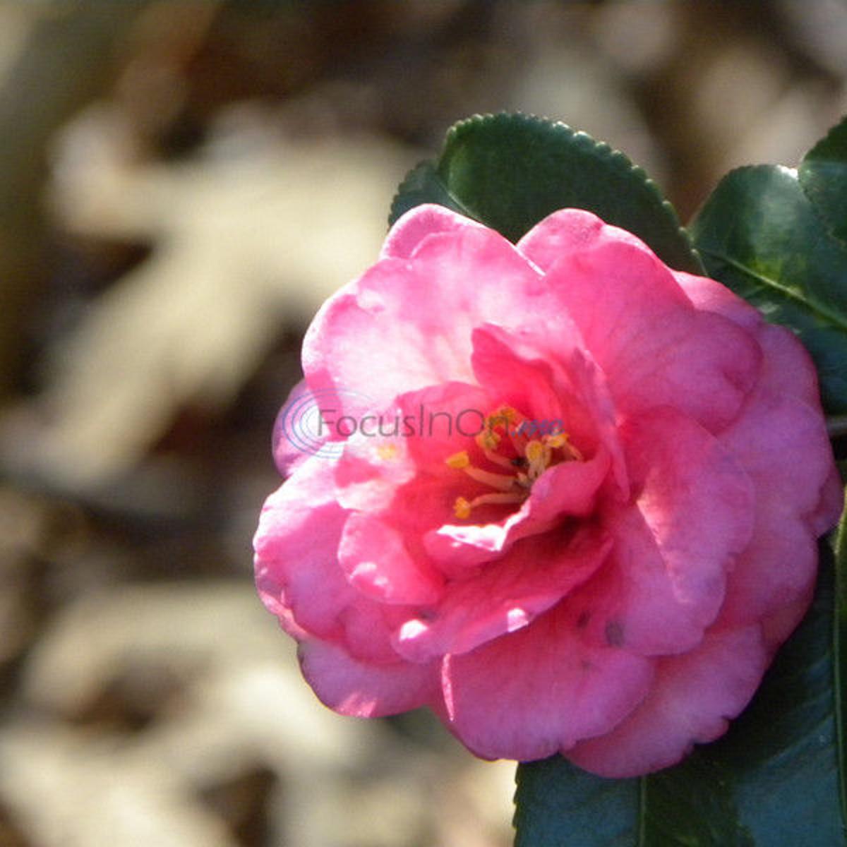 Camellias Grow Easily During East Texas Winters Arts And