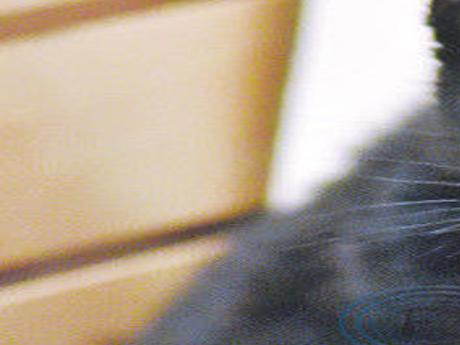 Tiger Creek Invites The Public To Meet 2 New Geoffroy S Cats