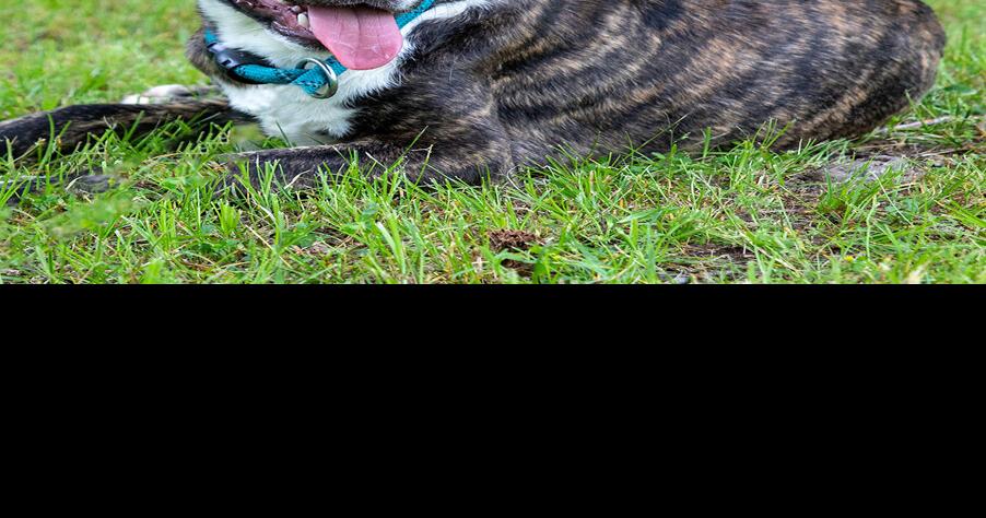 Pet of the Week: Parker | Local News