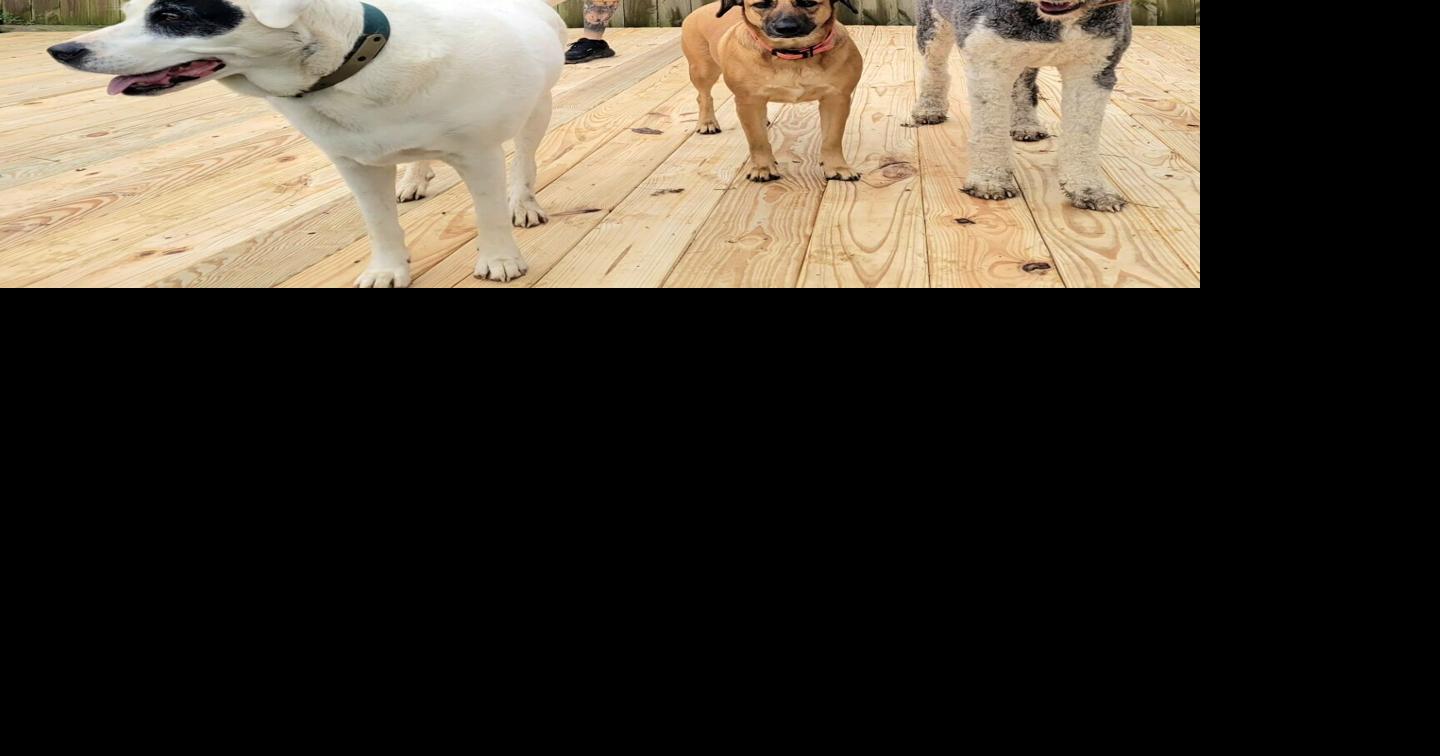 Fayetteville residents, dog lovers build community stage at Good Dog Cafe