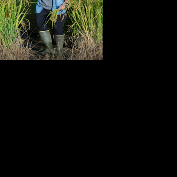 Arkansas farmer Hallie Shoffner fields senate campaign to challenge Tom Cotton