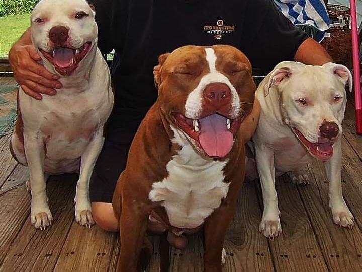Arkansas Pit Bull Lovers Battle Harsh Stigmas, Breed Laws - Vimarsana News