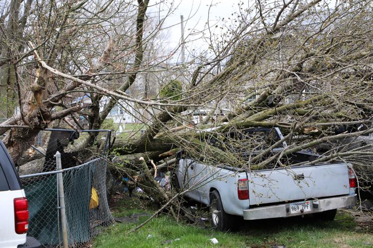 Downed trees