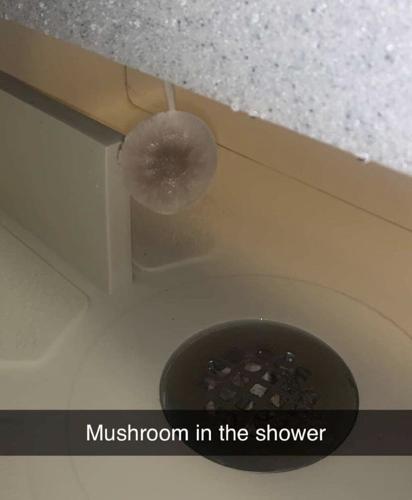 Mushroom growing from bathroom mold after moving in 2 weeks ago