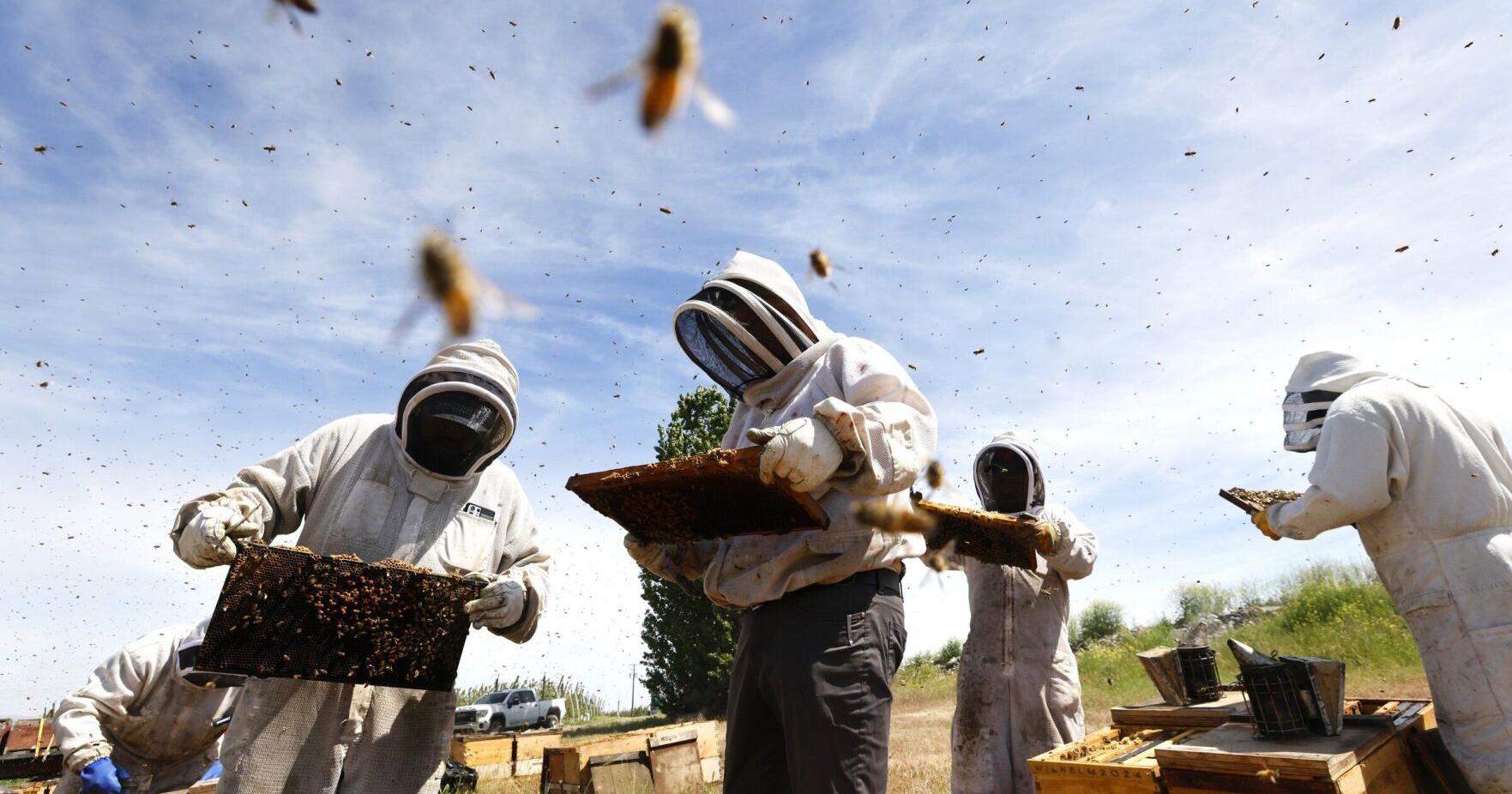 Inside WA's struggling honeybee industry | Northwest - Vimarsana News