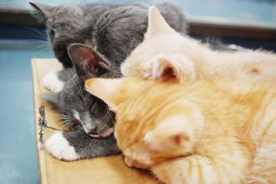 Blue Mountain Humane Society pet adoption sale underway ...