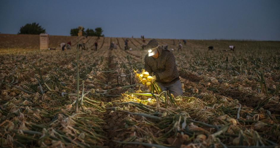 Walla Walla Valley onion farmers Sowing tradition, harvesting success Business union