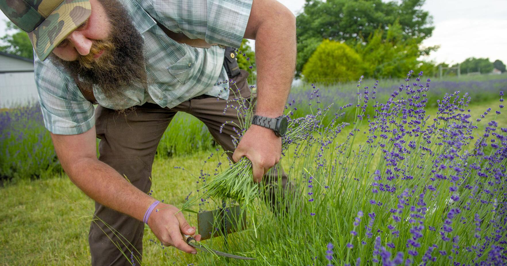 Sea of tranquility: Lavender in the Walla Walla Valley blooms in time for seasonal harvest - Vimarsana News