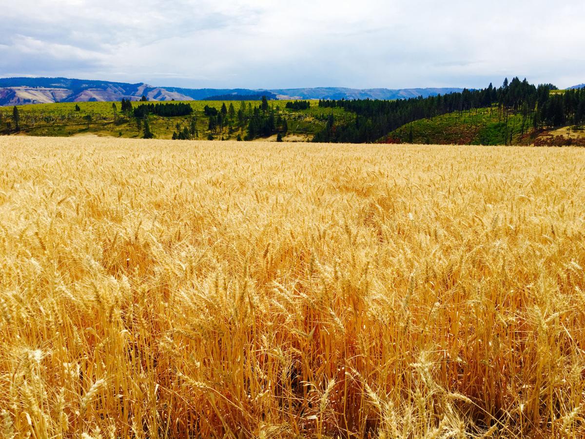 Overseas Problems Boost Wheat Prices Business Union Bulletin Com