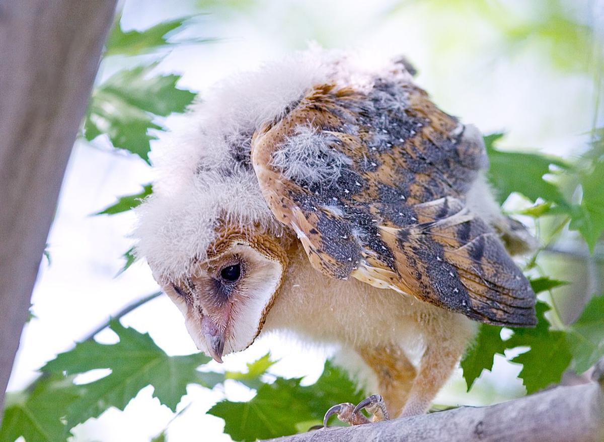 Caring For Orphaned Barn Owls Entertainment Union Bulletin Com