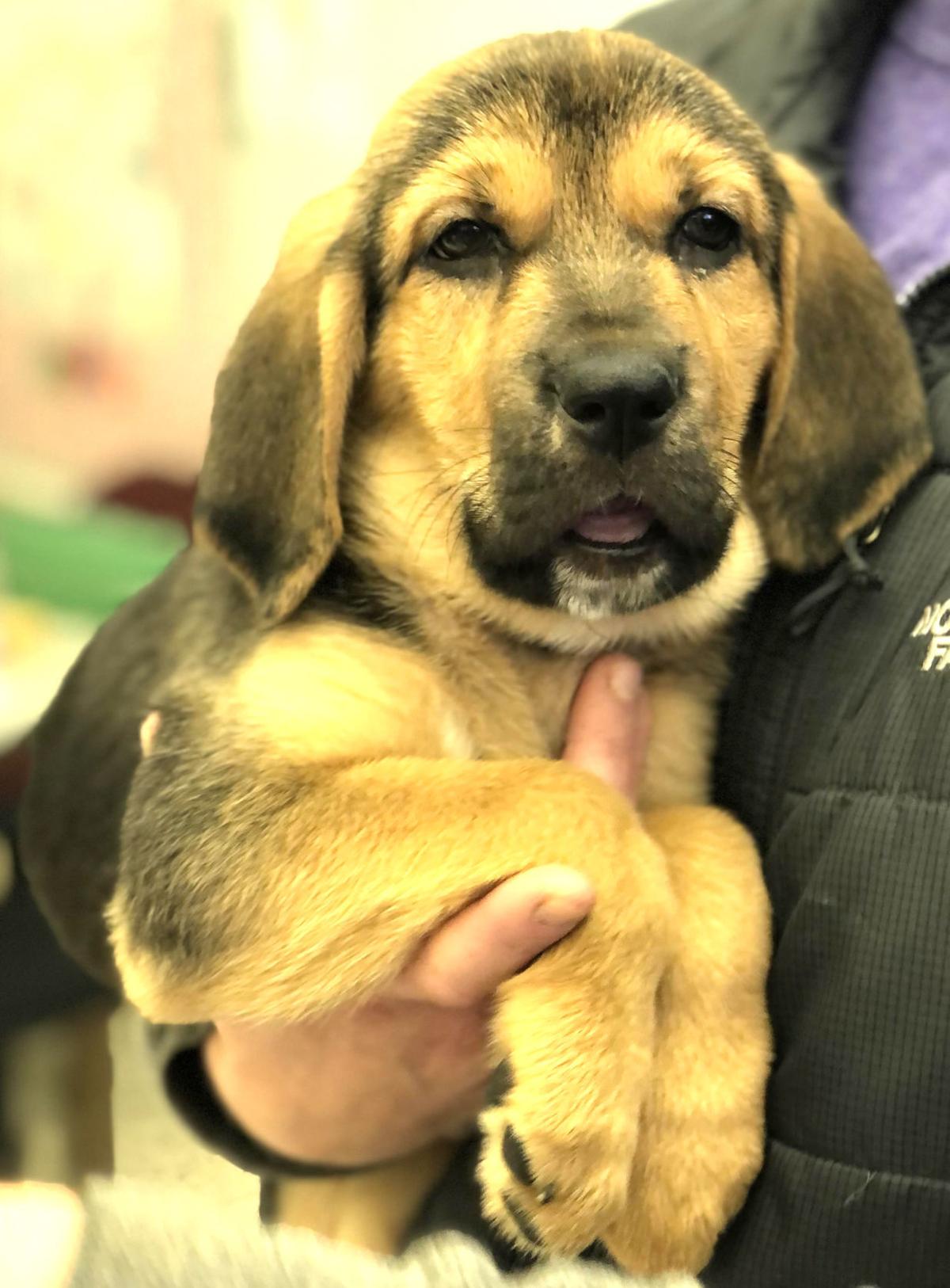 Walla Walla Animal Shelter petfinder