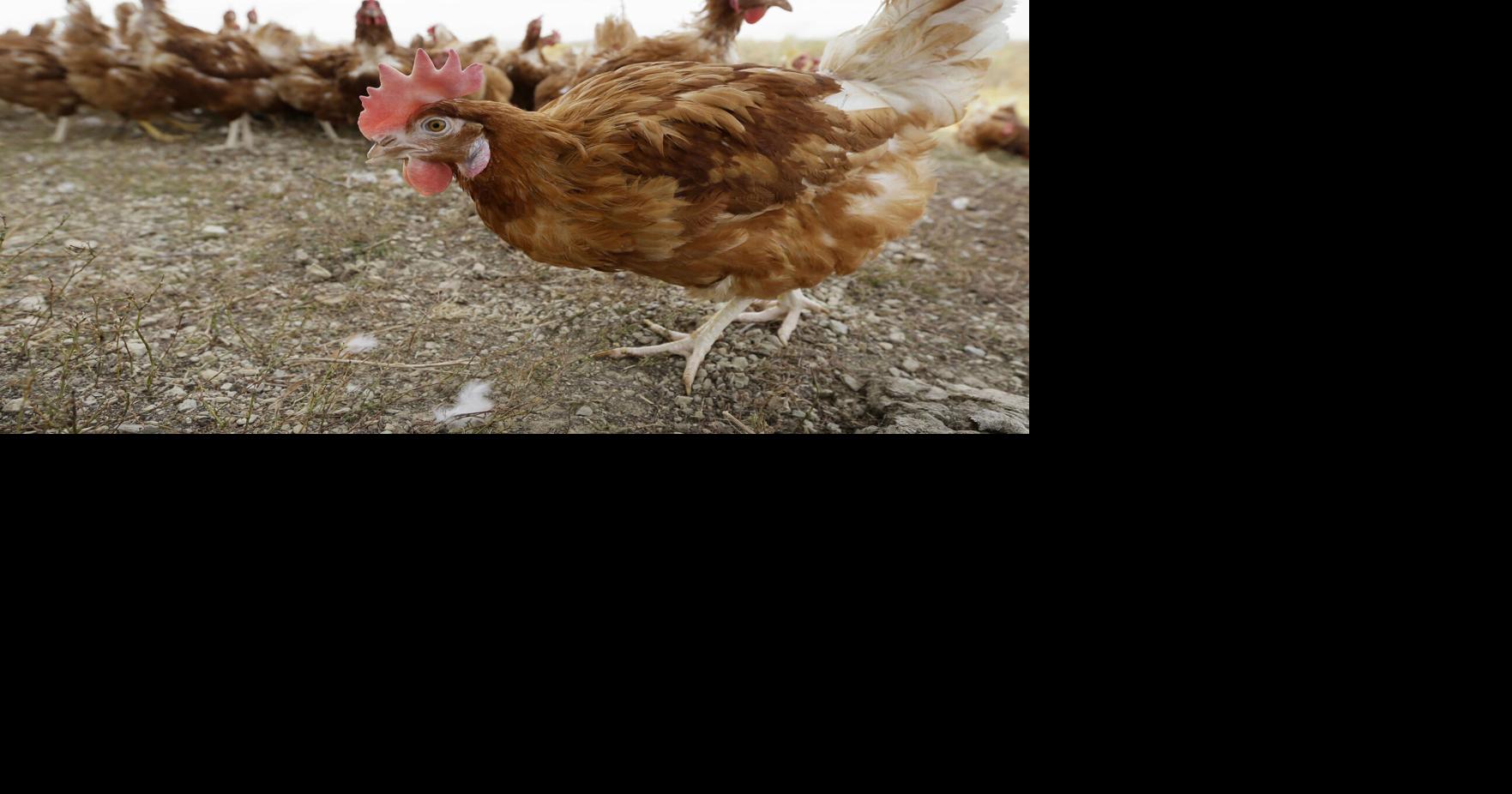 1st avian flu outbreak in a WA commercial flock reported near Tri ...