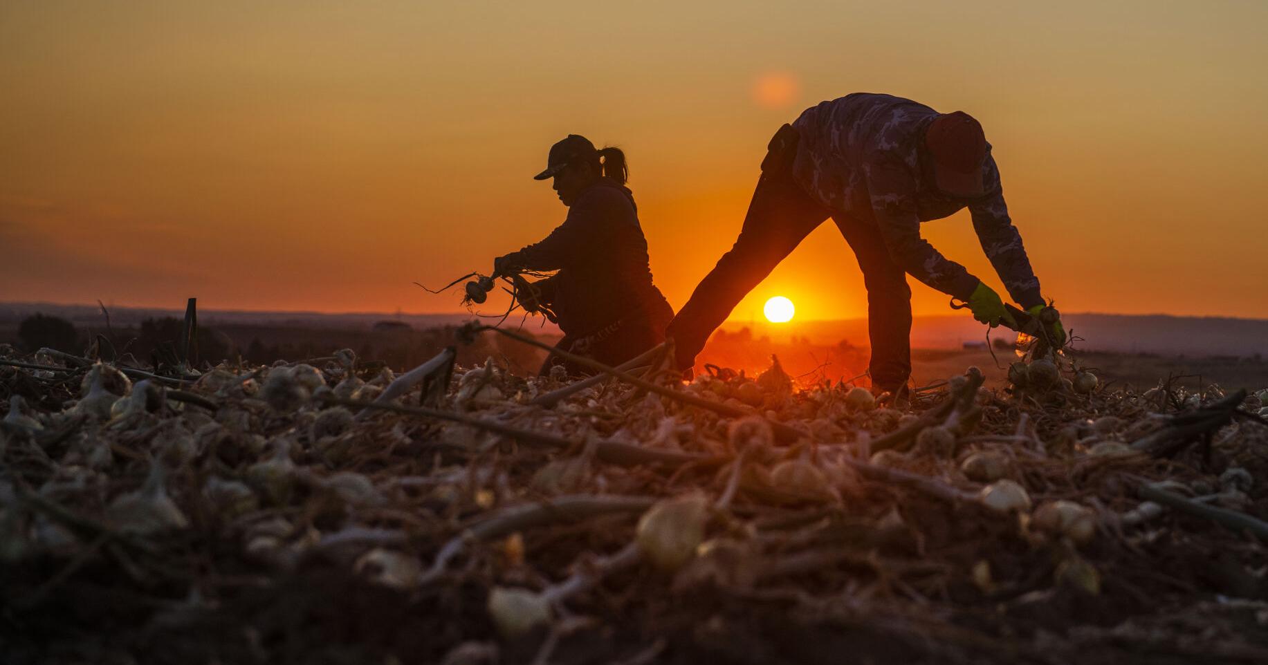 Walla Walla Valley onion farmers: Sowing tradition, harvesting success - Vimarsana News