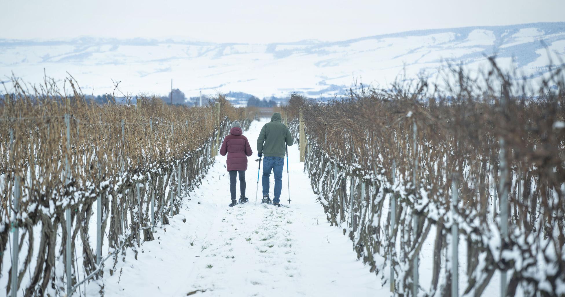 Walla Walla Valley vineyards take a hit after January freeze - Vimarsana News