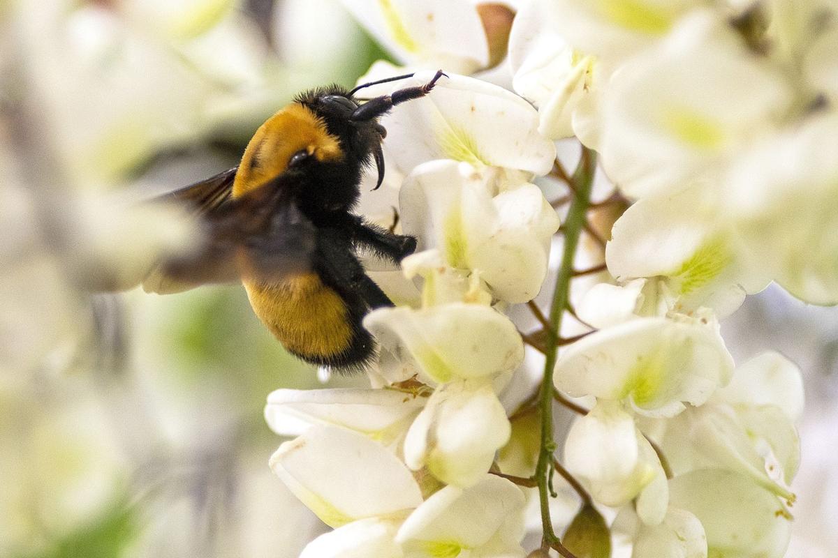 Bumblebee Love Diversions Union Bulletin Com