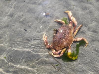 Dungeness crab harvest delayed off WA, OR coast