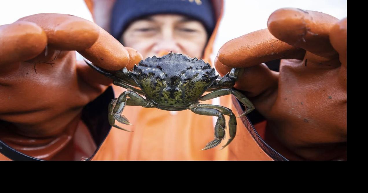 Crabbing Southern California - Hack Outdoors