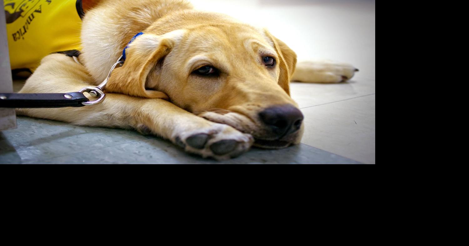Training a guide dog an extensive process | Local Columnists | union ...