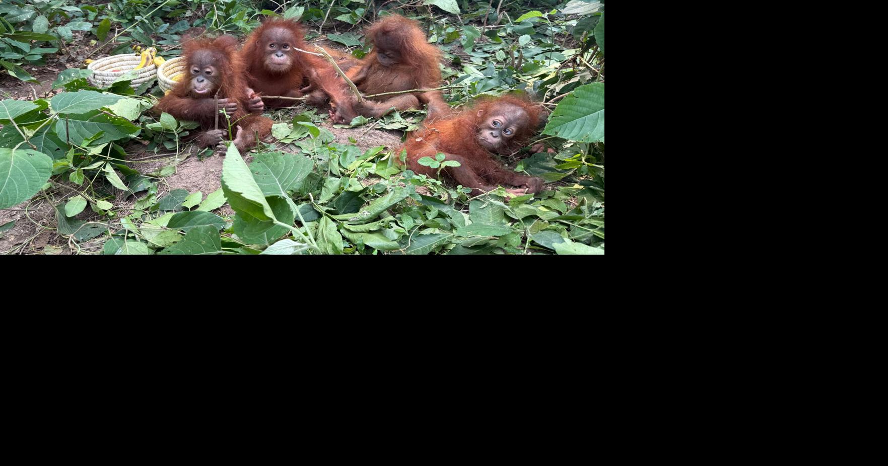 Orangutan Rescue in India Exposes Illegal Wildlife Trade