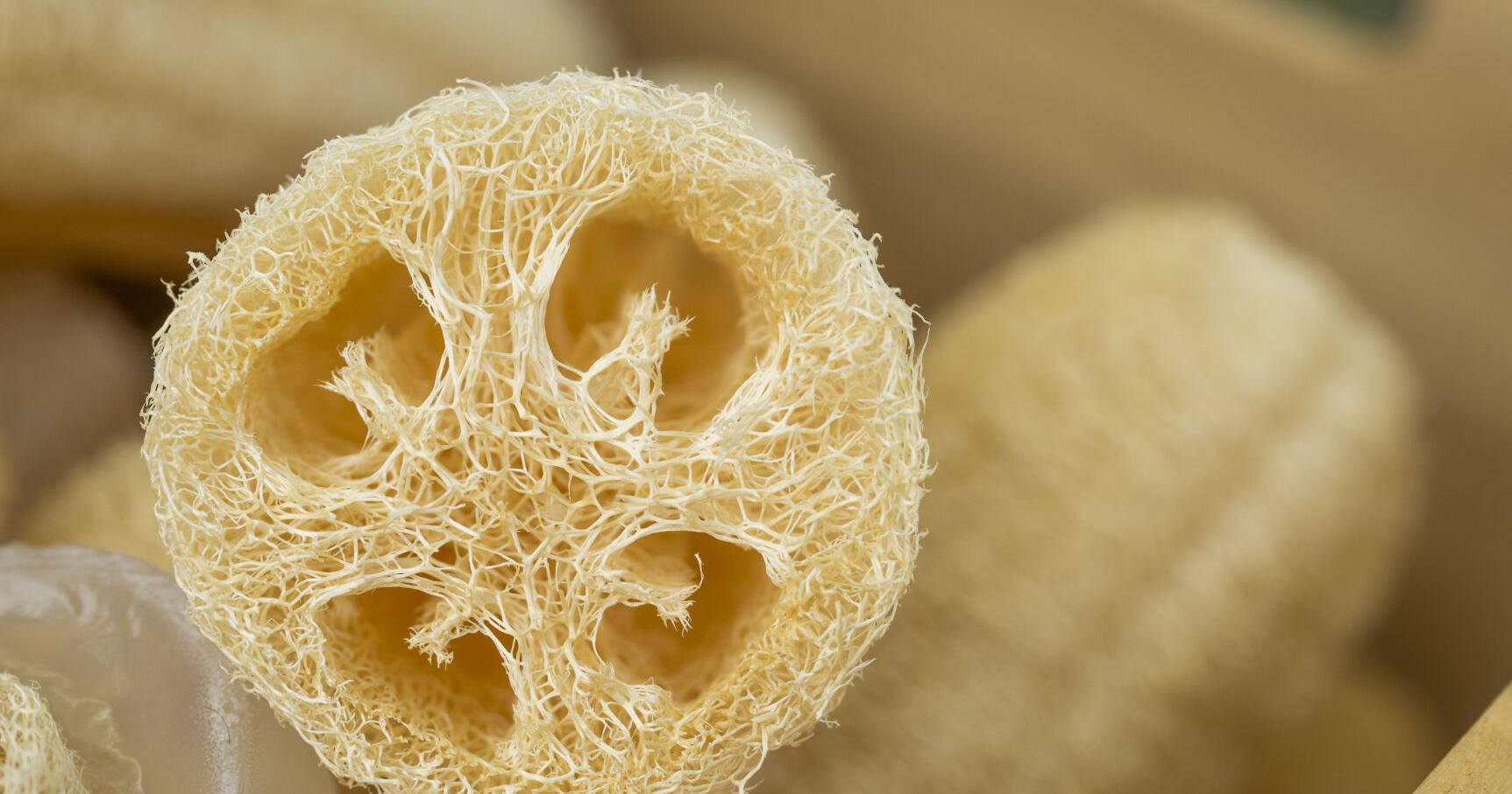 Walla Walla loofah farmer talks sustainable scrubbing - Vimarsana News