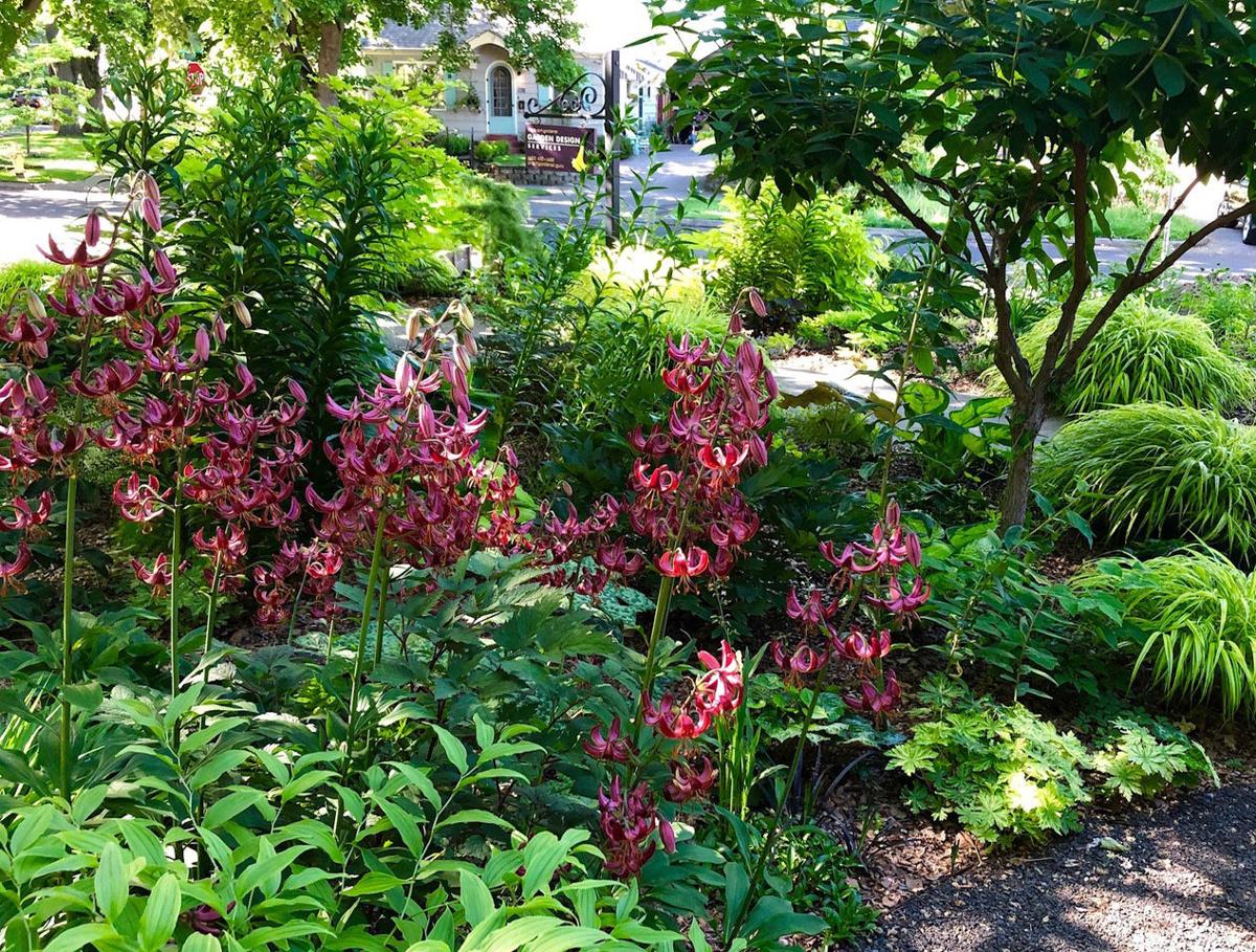 Kunda Flower Plant Care Best Flower Site