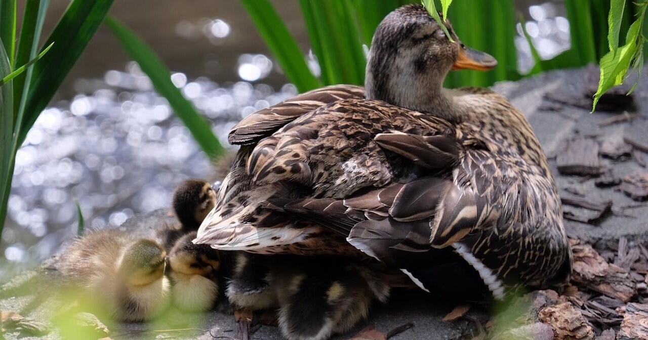 The dramatic lives of Walla Walla ducks - Vimarsana News