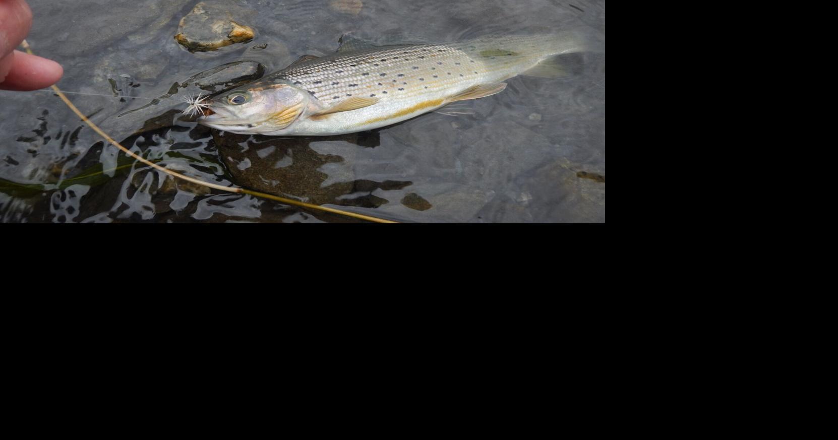 Nature Notes: Where to catch a grayling?