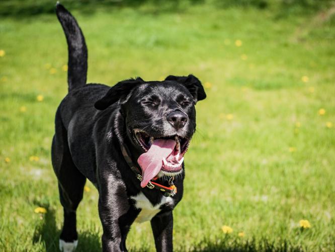 Walla Walla dog photographer Shadrach b also makes leashes and