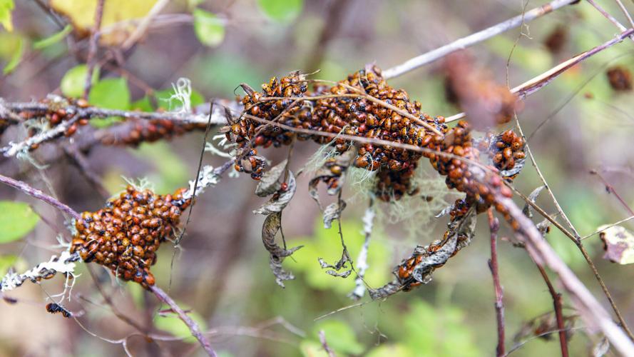 Ladybug swarm