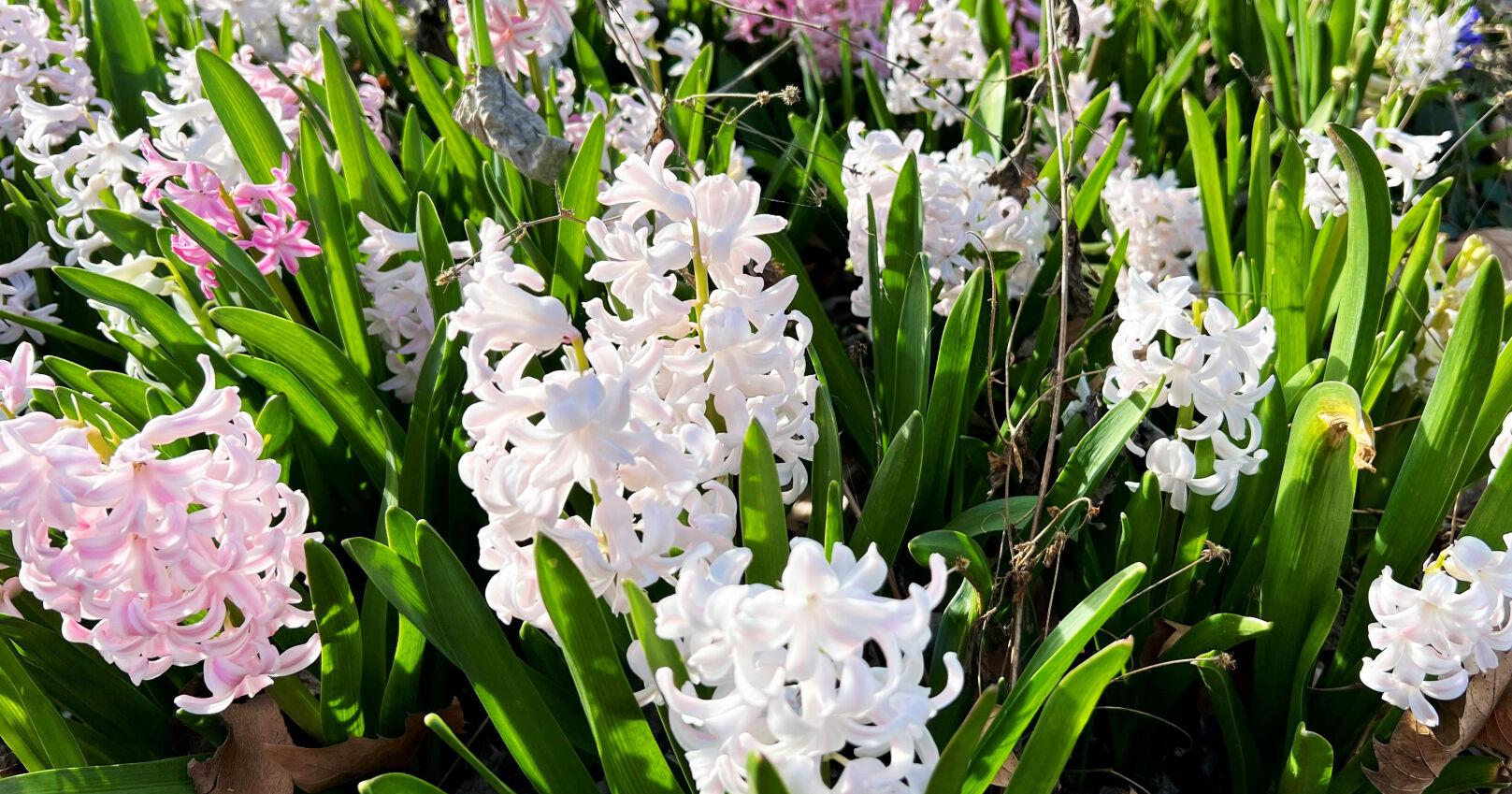 April showers needed for more May flowers in the Walla Walla Valley - Vimarsana News