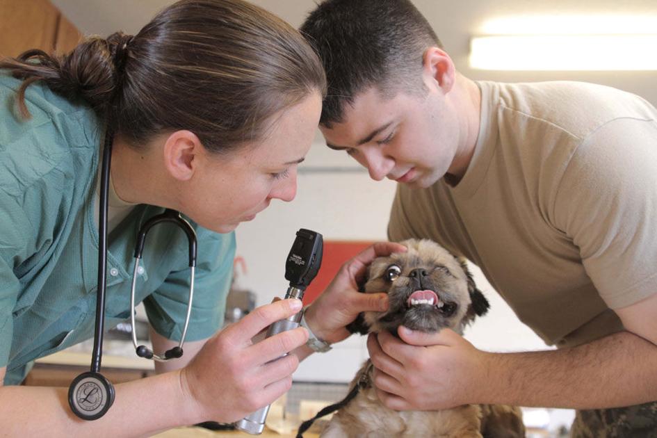 A day in the life of a mixed-animal veterinarian | Vet Views | union