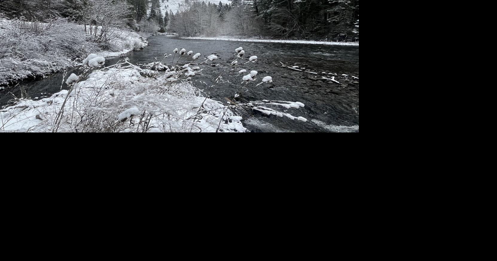 Nature Notes: Spring bloom, fish, and bird song — a Woodchuck Diary