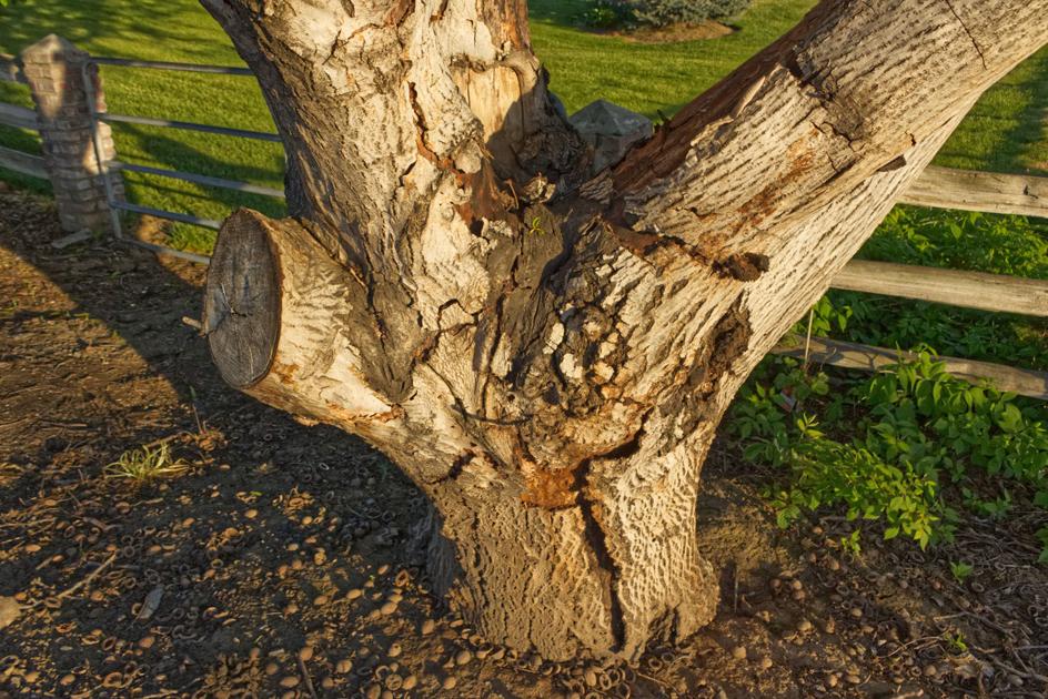 Why the dying walnut trees? Local