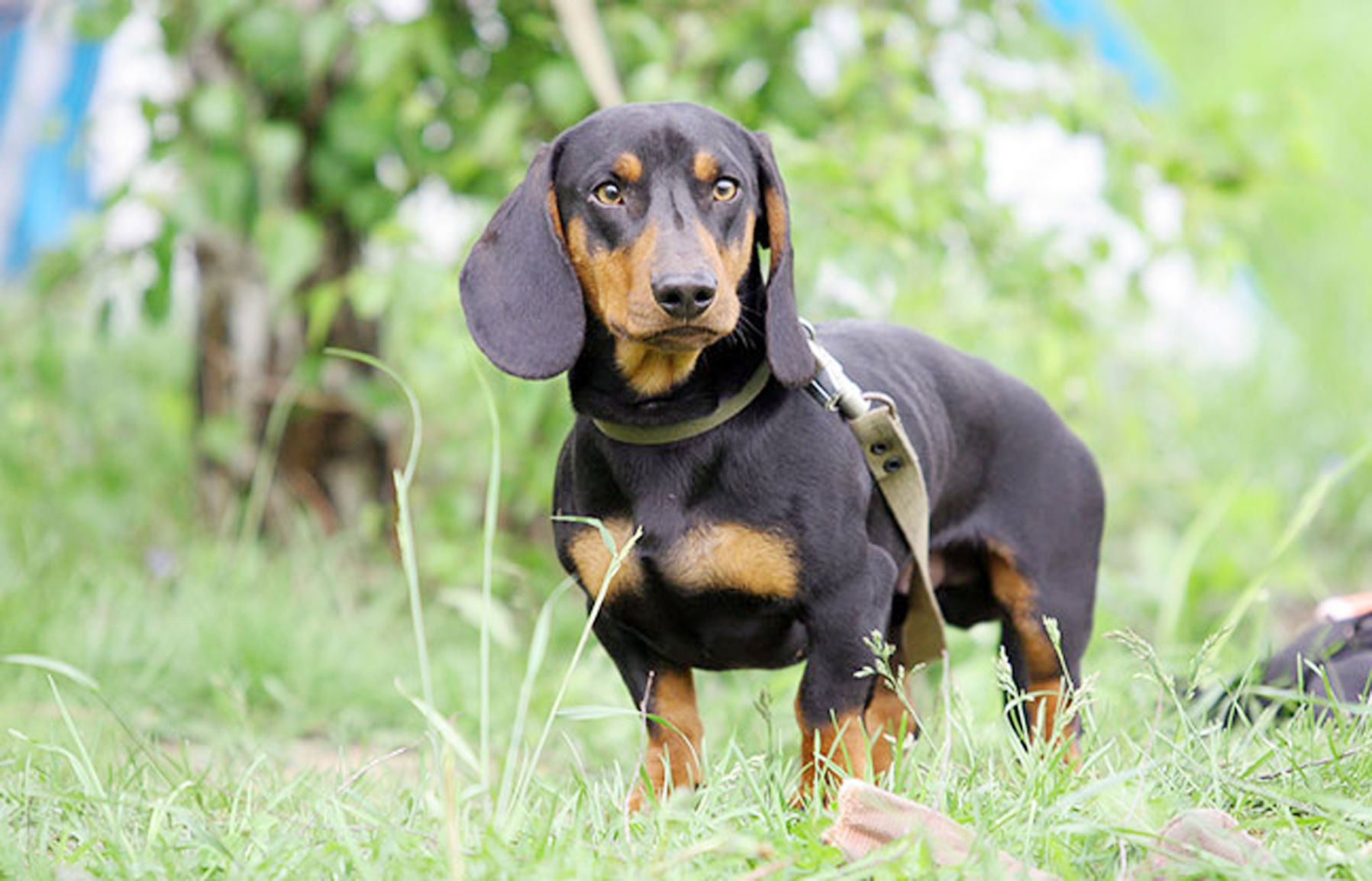 black and tan standard dachshund