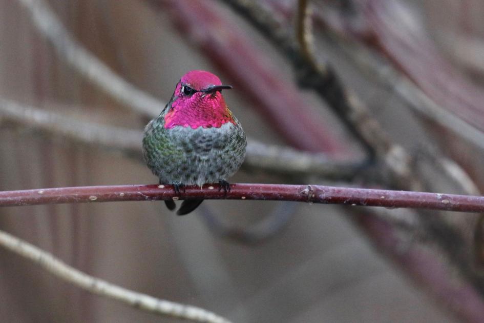 Anna S Hummingbird Is A Winter S Jewel Diversions Union