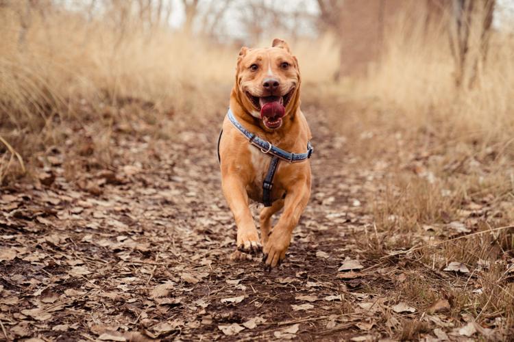 Walla Walla dog photographer Shadrach b also makes leashes and