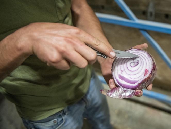 As Walla Walla Sweet Onion harvest nears completion, a new breed is making its mark News