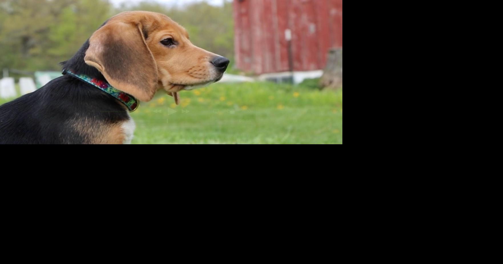 1,500 beagles will get new lives, warm laps after release from research facility