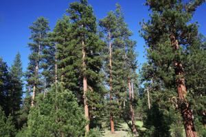 Public invited to comment on plan to possibly triple logging in the Blue Mountains
