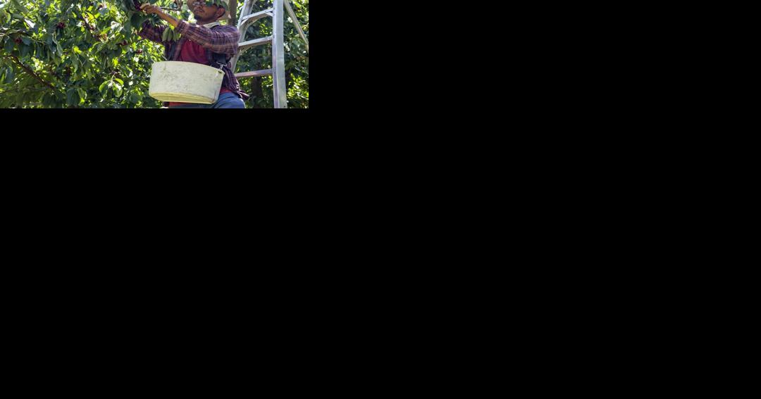 'Way too much fruit.' Small WA farms likely to lose money on cherries after huge CA harvest - Vimarsana News