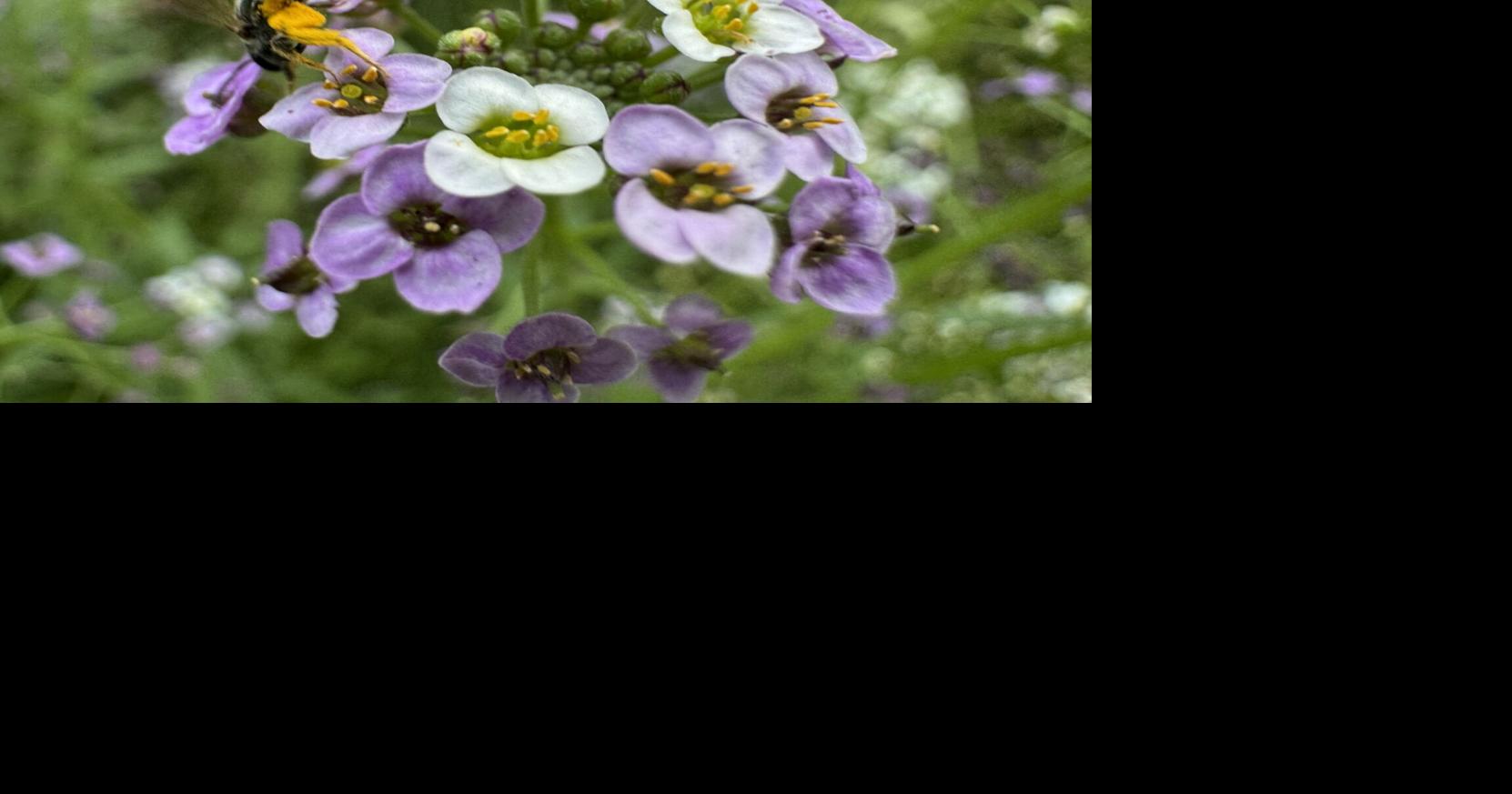 In the Garden: Iris are one of the most forgiving, rewarding plants for our dry climate