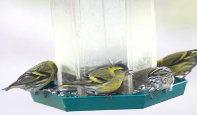State Agency Urges Temporary Removal Of Backyard Bird Feeders Etcetera Union Bulletin Com
