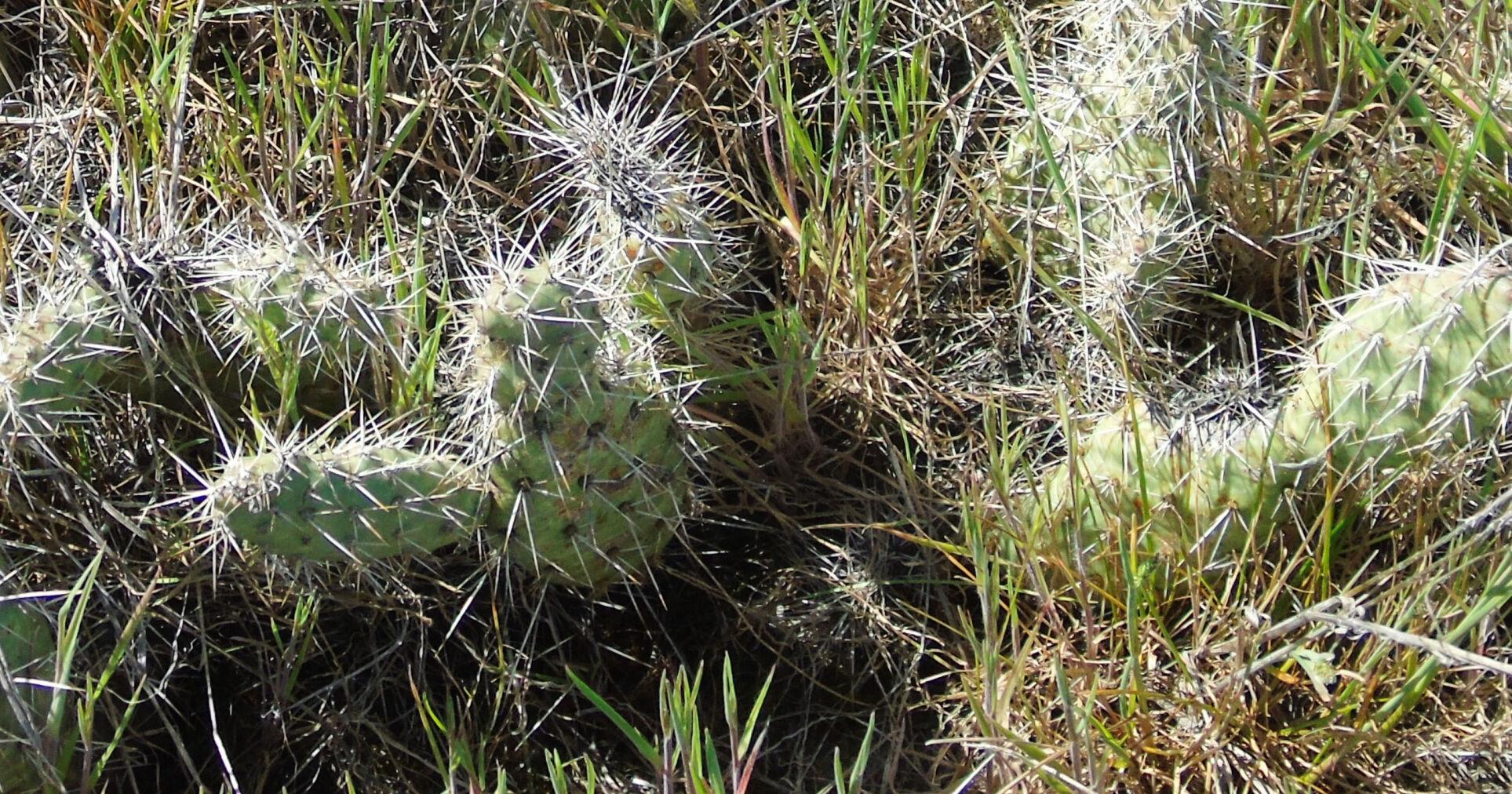 A pointed tale of two eastern Washington species - Vimarsana News