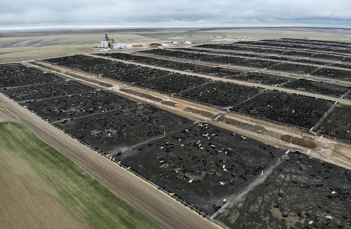 Attorneys charging 1 million a month to get Easterday farms, ranches