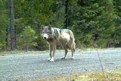 Oregon Wandering Wolf