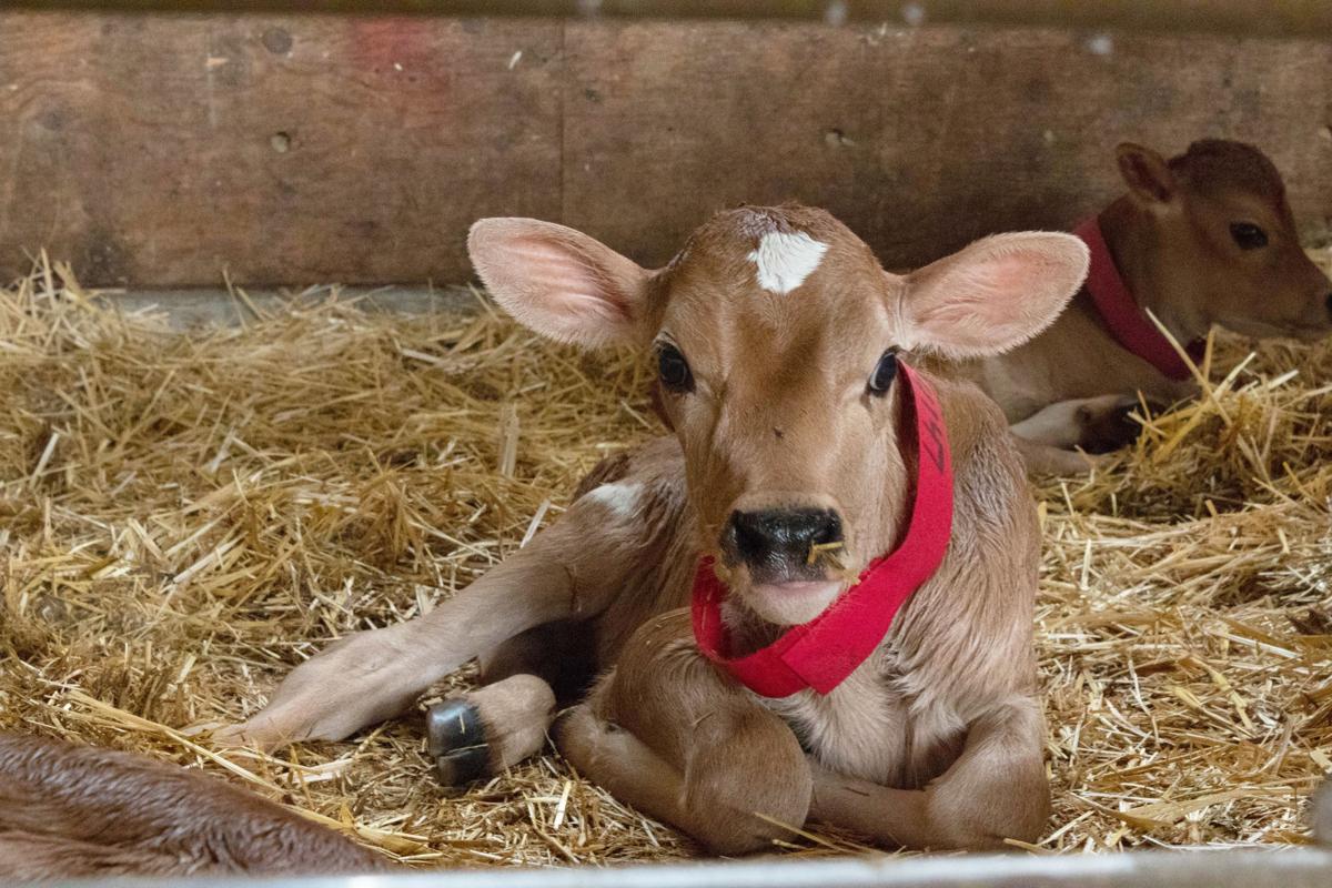Cheesemakers find their whey in the Valley | Food And Wine ...