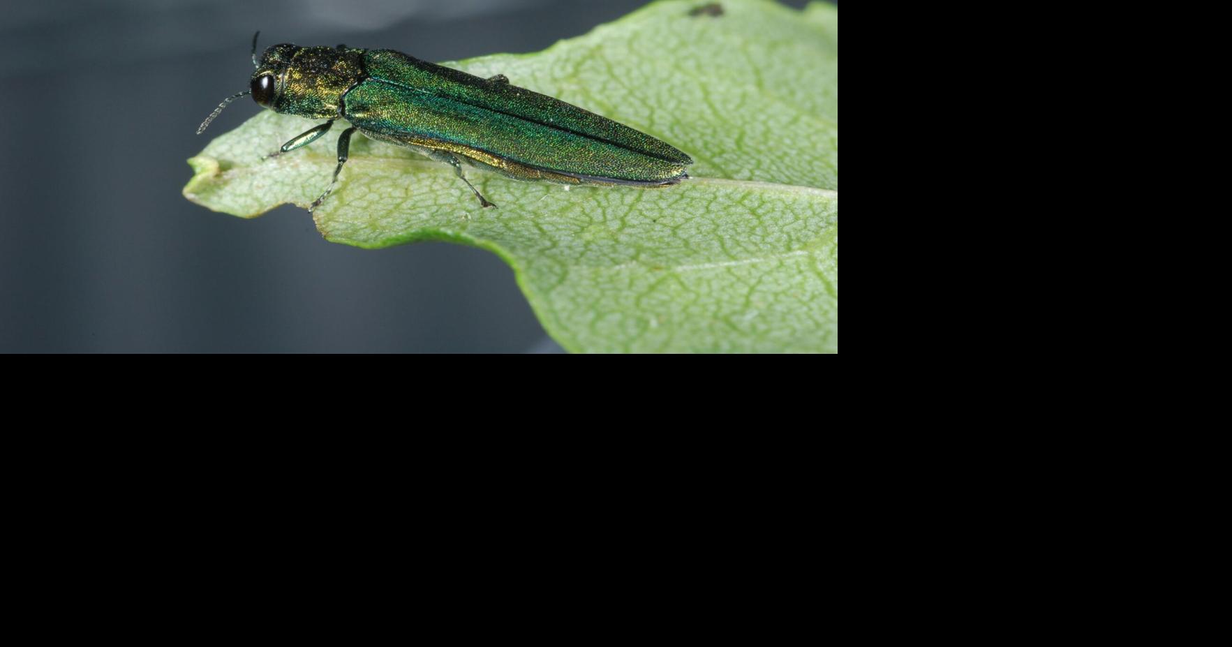 Invasive emerald ash borer found near College Place