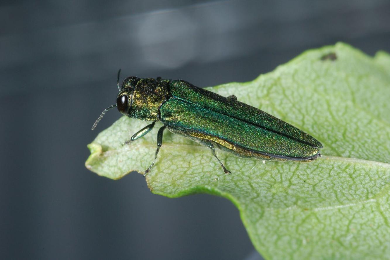 Invasive emerald ash borer found near College Place | Local | union ...